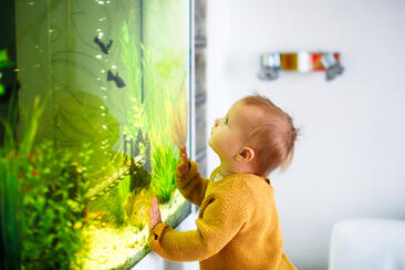 A photographic image of a baby interacting with an aquarium with a sense of awe.